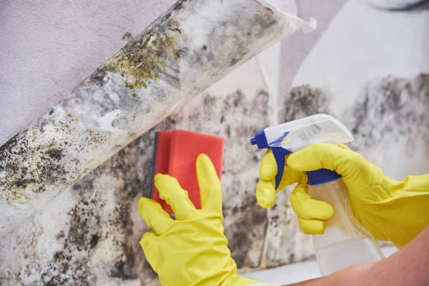 Environmental Consulting for Mold Prevention in Canadian, TX